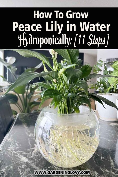 Is it realistic for a Peace Lily to solely flourish in water without soil? You’ve likely seen a few examples of flowers cultivated in this manner online or in reality. Peace Lilies may thrive inside water so far as minerals are provided and the liquid is replaced on a constant schedule. Read this post to learn how to grow peace lily in water hydroponically. Peace Lily Bathroom, Peace Lilly In Water Vase, Peace Lily Care In Water, How To Propagate Peace Lily In Water, Hydroponic Peace Lily, Growing Peace Lily In Water, How To Grow Peace Lily In Water, Peace Lilly In Water, Best Plants To Grow In Water