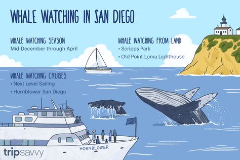 San Diego Whale Watching - How and When to See Them Whale Watching Cruise, San Diego Travel, Point Loma, California Vacation, Okinawa Japan, Chicago Restaurants, California Dreamin', Whale Watching, San Diego California