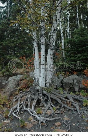 three-pronged white birch, with root system (vital). Birch Tree Tattoo, Tattoo Ideas Beautiful, Tree Of Life Quotes, Birch Tree Tattoos, Christmas Tree Crafts Diy, Tree Tattoo Ideas, Aspen Trees Painting, Tree Roots Tattoo, Pine Tree Drawing