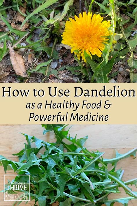 Roasting Dandelion Root, Harvesting Dandelion Flower, How To Harvest Dandelion, How To Dry Dandelions For Tea, How To Use Dandelion Flowers, Dandelion Stem Uses, What To Do With Dandelions, Dandelion Root Recipes, Dandelion Leaves Recipe