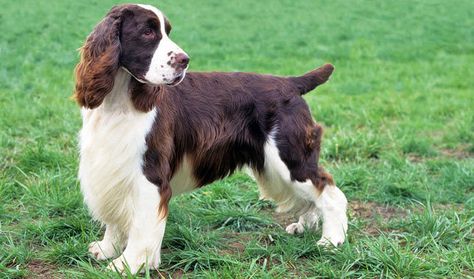 English Springer Spaniel Puppy, Springer Spaniel Puppies, Spaniel Breeds, Stud Dog, English Cocker, English Cocker Spaniel, Spaniel Puppies, English Springer, English Springer Spaniel