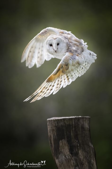 British Birds Of Prey, Barn Owl Tattoo, Owl In Flight, Owl Wings, Owl Photography, Bird Tattoos, Owl Artwork, Owl Photos, Owl Baby Shower