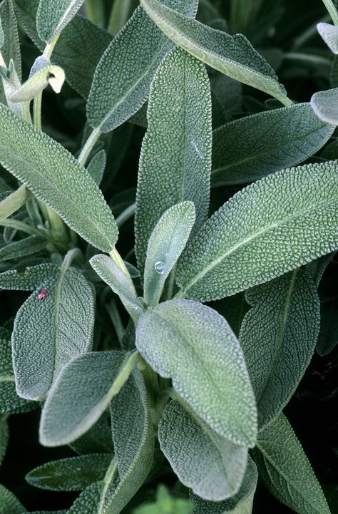 Salvia Officinalis, Mediterranean Plants, Perennial Herbs, Sage Leaves, Herb Seeds, Heirloom Seeds, Back To Nature, Herbal Medicine, Garden Seeds