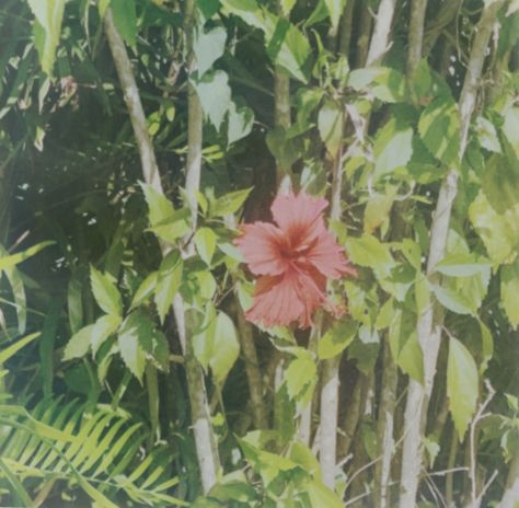 Hibiscus Aesthetic Vintage, Lumineers Aesthetic, Hibiscus Flower Aesthetic, Hibiscus Photography, Aesthetic Disposable Camera, Hibiscus Aesthetic, Summer Hibiscus, Stationery Studio, Tropical Aesthetic