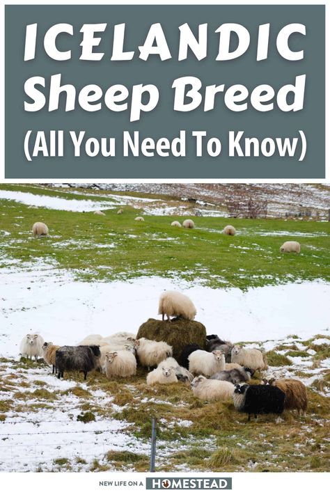 Alaska Homestead, Raising Sheep, Babydoll Sheep, Goat Health, Icelandic Sheep, Baa Baa Black Sheep, Homestead Farm, Sheep Breeds, Animals Care