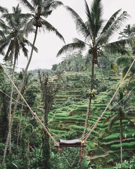 Bali Swing, Jungle Pictures, Jungle Images, Beautiful Vacation Spots, Bali Itinerary, Bali Travel Guide, Canggu Bali, Gili Island, Rice Terraces