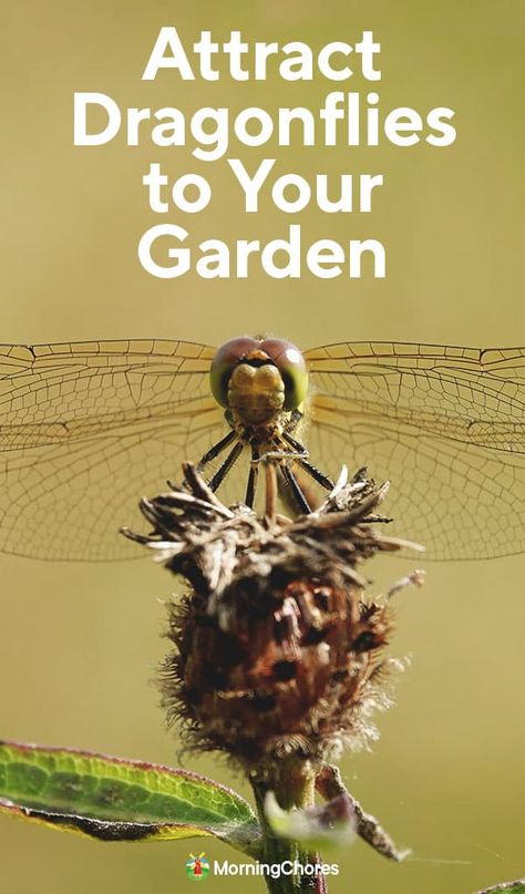 Dragonfly Habitat, Attract Dragonflies, Best Mosquito Repellent, Backyard Birds Sanctuary, Homesteading Tips, Community Ideas, Swamp Milkweed, Intentional Community, Homestead Life