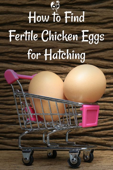 Buying fertile chicken eggs for hatching: how to choose, what to look for and where to find them. #backyardchickens #hatchingchicks #incubation #hatchingchickeneggs #hatchingintheclassroom #homesteading Incubating Chicken Eggs, Hatching Chickens, Chicken Incubator, Chicken Home, Raising Chicks, Eggs For Sale, Hatching Chicks, Raise Chickens, Chicken Health