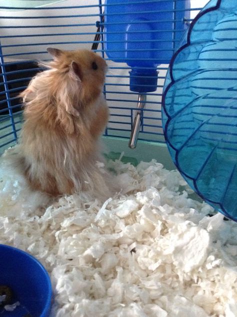 This is Emmit! He is a Long Haired Syrian hamster who is not overly active at night but still runs on his squeaky wheel! He will let you hold him but he can be very squirmy! Long Haired Syrian Hamster, Long Haired Hamster, Adorable Hamsters, Hamster Breeds, Lil Space, Hamster Stuff, Baby Pets, Hamster Care, Land Animals