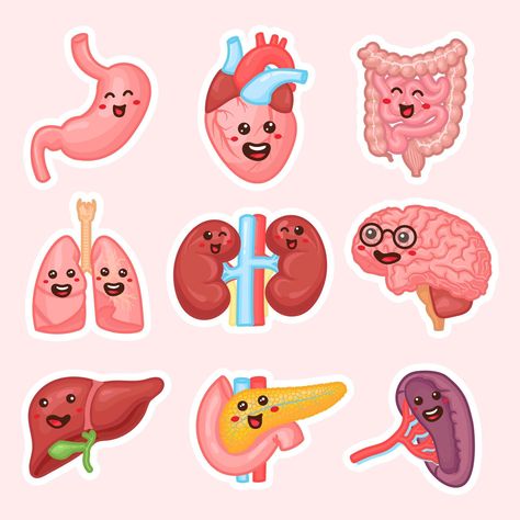 Human internal organs patches design. Funny human body organs stickers. Kidneys, liver, pancreas, intestines, spleen, Heart, brain and lungs. Anatomy funny print. Children education patch set. Organs Stickers, Human Internal Organs, Lungs Anatomy, Patches Design, Lung Anatomy, Heart Organ, Medical Stickers, Human Organs, Human Body Organs