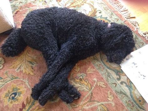 black poodle nap Standard Poodle Puppy Cut, Poodle Puppy Black, Standard Poodle Cuts, Poodle Puppy Cut, Miniature Poodle Black, Miniature Poodle Puppy, Black Standard Poodle, Pets Stuff, Poodle Hair