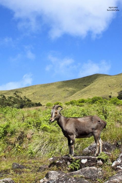 Nilgiri Tahr, Taxidermy Animals, Biodiversity Conservation, Western Ghats, Animal References, Dragon Drawing, Incredible India, Mountain Range, Animal Love