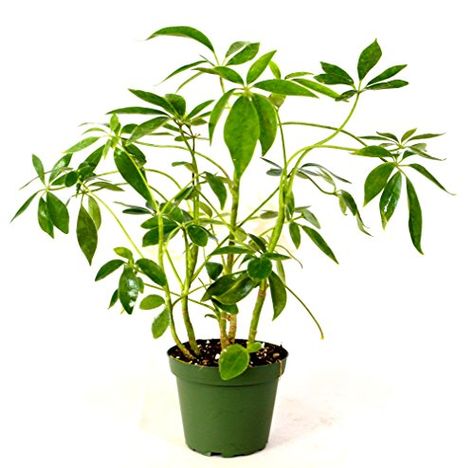 Schefflera Green Hedge/Shrub *Great Indoor Plant* ALL Green Leaves Oleander Plants, Schefflera Arboricola, Umbrella Plant, Sedum Plant, Lucky Bamboo Plants, Broadleaf Evergreen, Air Purifying House Plants, Ship Lap, Types Of Succulents