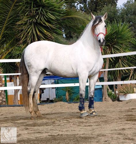 Spanish Barb Horse, Barb Horse, Spanish Horse, Horse Reference, Horse Ideas, Arabian Horse, Sims 3, Beautiful Horses, Horses