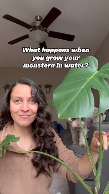 Krystal- Houseplant care tips | Lifestyle on Instagram: "A lot can happen and seeing a new leaf makes me so excited. Growing plants in just water is called hydroponics. This monstera has lived in water since September of 2022. Since it doesn’t get nutrients from the soil, I use a liquid fertilizer for it once a month that I just pour into the water. I change water once a week, clean the roots once when I change water, and place in a spot that gets bright indirect light. At this point, I have Monstera In Water, Plant In Water, Mushroom Plant, Lucky Plant, Household Plants, Houseplant Care, Plant Hacks, Inside Plants, Plant Guide