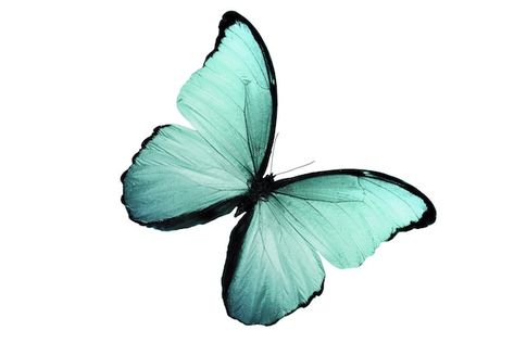 Butterfly With White Background, Blue Green Butterfly, Photo Macro, Teal Butterfly, Butterfly Cake Topper, Blue Butterflies, Butterfly Photos, Green Butterfly, Paint Splash