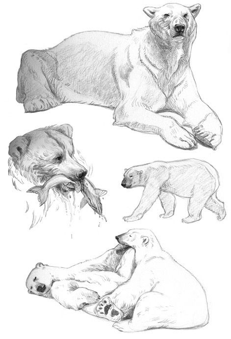 Nature Drawing Ideas, Wolf Beautiful, Endangered Species Art, Polar Bear Drawing, Bear Sketch, Gust Of Wind, Creepy Animals, Nature Sketch, Bear Drawing