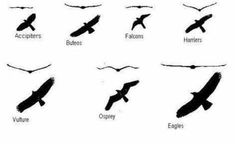 Birds of prey silhouettes. Image from Learner.org Michigan Birds, Hawk Silhouette, Bird Of Prey Tattoo, Types Of Hawks, Florida Birds, Doodling Ideas, Sea Hawk, Raptors Bird, Cooper's Hawk