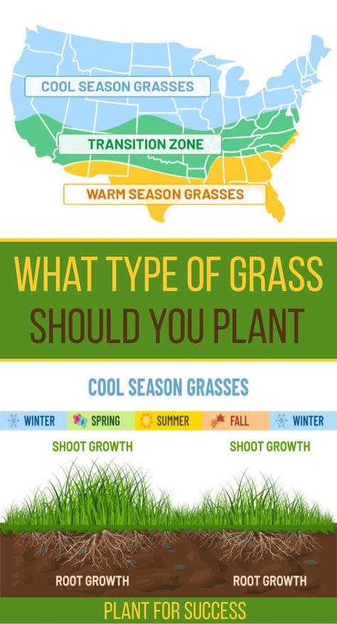 top portion is map of United States showing grass type by region. Bottom is cool season grass growth chart. Can You Plant Grass Seed In The Fall, Planting Grass Seed In Spring, Types Of Grass For Lawn, Best Grass Seed Lawn, Lawn Grass Types, Mowing Business, Grass Planting, Different Types Of Grass, Grass Seed Types