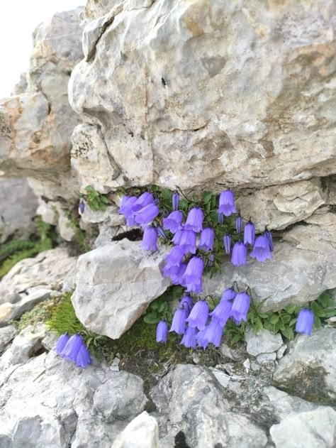 Rock Plants, Alpine Flowers, Rock Flowers, Alpine Plants, Flowers Growing, Flower Meanings, Nothing But Flowers, Flower Therapy, Pretty Plants