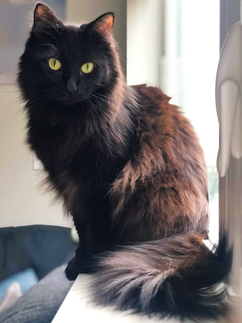 Fluffy Black Cat, Stay Mad, Black Cat Aesthetic, Dream's Cat, Shiny Eyes, Cat Reference, Gorgeous Cats, Animals Funny, Cute Smile