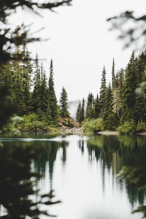 Reflections of a spring forest, beginning to spread life once more. Great woods phone wallpaper! Theme Nature, Fotografi Alam Semula Jadi, Foto Tips, Alam Yang Indah, Alam Semula Jadi, Pine Trees, Nature Aesthetic, Photography Nature, Nature Travel