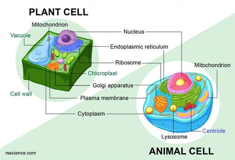 Animal vs. Plant cells - Similarities, Differences, Chart, and Examples - Rs' Science Plant Cell Drawing, Animal Cell Diagram, Plant Cell Organelles, Animal Cell Drawing, Plant Cell Diagram, Plant Cell Structure, Cell Diagram, Prokaryotic Cell, Plant And Animal Cells