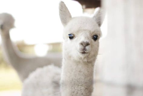 Baby Alpaca Baby Red Fox, Baby Wombat, Baby Platypus, White Alpaca, Slow Loris, Baby Guinea Pigs, Baby Llama, Baby Raccoon, Baby Koala