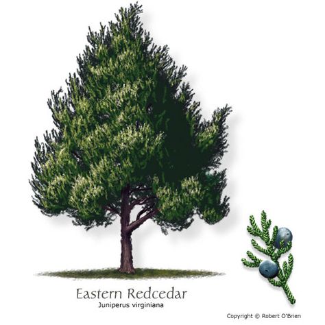 Texas Tree Selector: Tree Description Red Cedar Tree, Texas Trees, Texas Landscaping, Eastern Red Cedar, Desert Willow, Orchid Tree, Landscaping Backyard, Pocket Park, Cedar Tree