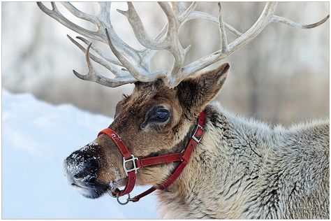 Reindeer... I want this picture to hang up at Christmas time. Real Reindeer, Reindeer Photo, Christmas Props, Baby Reindeer, Christmas Events, Christmas Photoshoot, Red Nosed Reindeer, Santa And Reindeer, Wildlife Animals