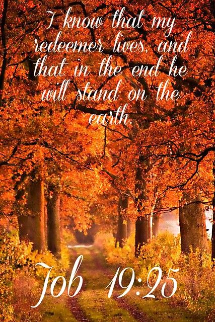 Job 19 25, My Redeemer Lives, Inspirational Life Lessons, God Things, Book Of Job, Bible Quotes Images, Bible History, Beautiful Bible Verses, Fall Beauty