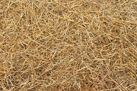 Hay texture. (hay from Ukraine #Sponsored , #paid, #AD, #Hay, #hay, #Ukraine, #texture Social Project, Growing Grass, Facade Architecture Design, Sleep On The Floor, Seed Germination, School Play, Grass Seed, Facade Architecture, Photo Images