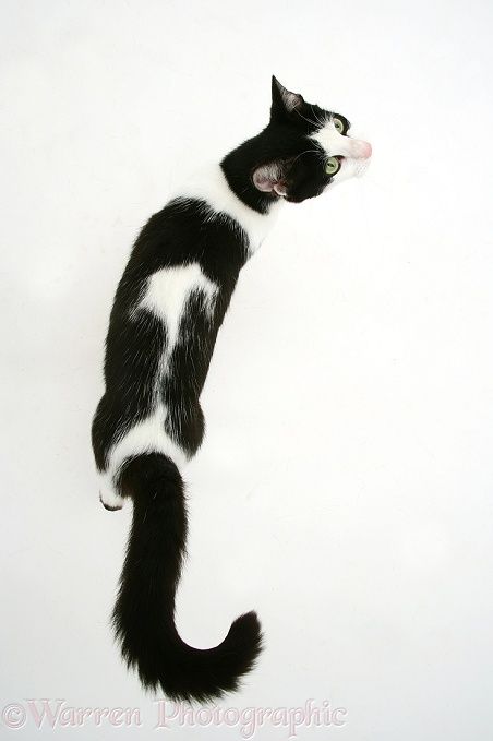 Black-and-white cat walking, viewed from above, white background Cats Reference, Cat Black And White, Cat Walking, Cat Poses, Cat Anatomy, Cat References, Black And White Cats, Cat Reference, Black And White Cat