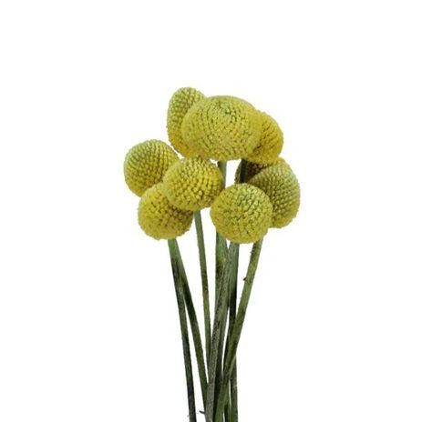 OC Wholesale Flowers | Craspedia Yellow Wedding Bouquet, Rustic Arrangements, Billy Balls, Ranunculus Flowers, White Carnation, Beach Wedding Flowers, Succulent Bouquet, Wedding Gifts For Groom, Carnation Flower