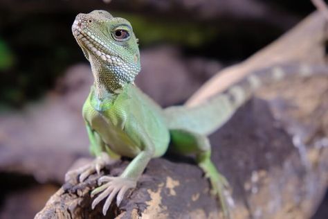 Chinese Water Dragon Care Guide: Habitat, Enclosure & Diet Water Dragon Lizard, Water Dragon Pet, Lizard Cage, Water Dragons, Chinese Water Dragon, Green Lizard, Pet Lizards, Petit Tattoo, Reptile Room