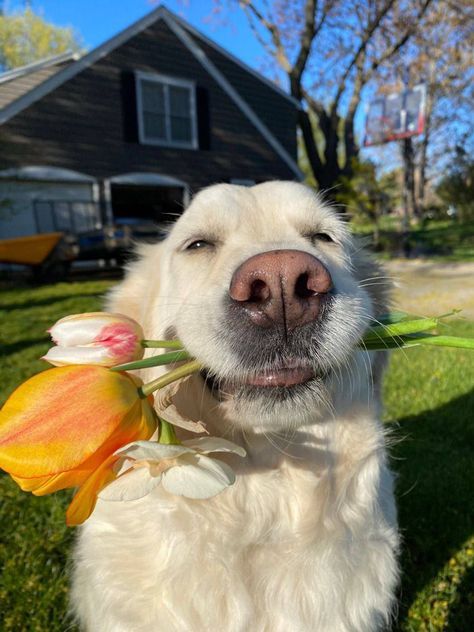 Golden Cocker Retriever, Goofy Dog, Cute Dogs Images, Very Cute Dogs, Cute Animals Images, Cute Animal Photos, Happy Animals, Animals Images, Happy Dogs