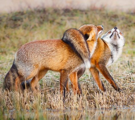 Two Foxes, Fantastic Fox, Fox Pictures, Pet Fox, Wild Dogs, Cute Fox, Red Fox, Pics Art, Animal Photo