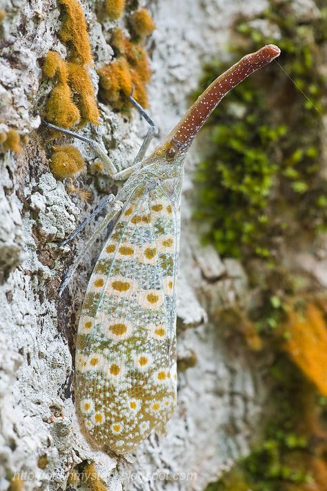 Beautiful lantern bug/lantern fly, Pyrops oculatus. I have 8 different species in my collection here: orionmystery.blogspot.com/2011/03/lantern-bug-lantern-fly... Lantern Bug, Lantern Fly, Flying Lantern, Same But Different, Arthropods, Different Species, Beetles, Bugs, Insects