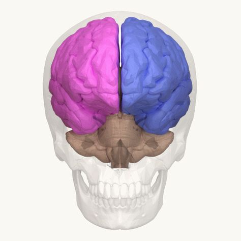 Corpus Callosum, Nerve Fiber, Brain Tissue, Inflammation Causes, Magnetic Resonance Imaging, Magnetic Resonance, Nerve Cell, Post Traumatic, Endocrine System