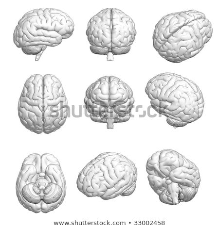 CG style 3D model of brain in various angles. Brain Shape, Brain Models, Brain Drawing, Brain Illustration, Bio Art, Model Drawing, Hunter Anime, Art Drawings Sketches Creative, Abstract Landscape Painting