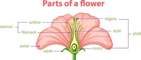 Diagram of different part of flower Parts Of Flower, Part Of Flower, Flower Diagram, Science Diagram, Flower Reproduction, Science Diagrams, 7th Grade Science, Parts Of A Flower, Reproductive System