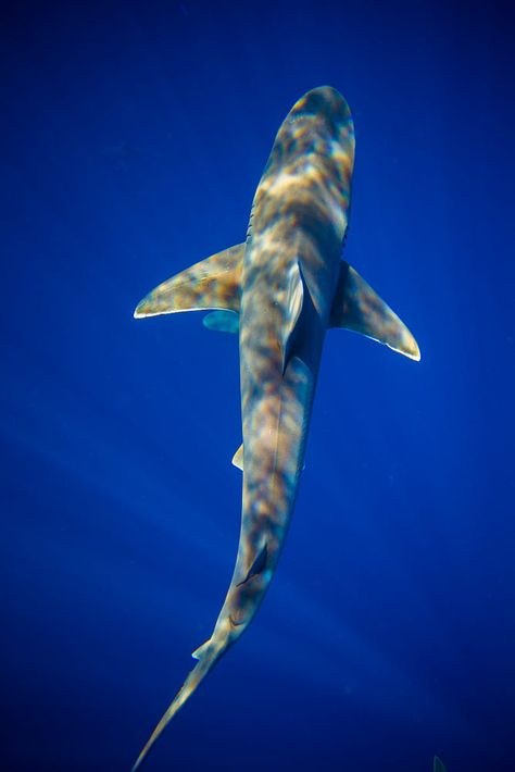 Shark From Above, Sandbar Shark, Shark Stuff, Shark Photos, Shark Pictures, Sea Of Stars, Bull Shark, Spirit Animal Art, Shark Art