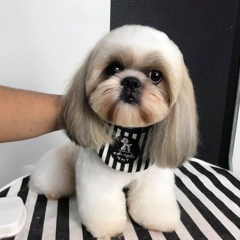 Top Shih Tzu Girl Dog Names: Which One Is Perfect for Your Pup Teddy Bear Shih Tzu, Shitzu Teddy Bear Haircut, Shih Tzu Grooming Styles Teddy Bears, Teddy Bear Cut Shih Tzu, Shih Tzu Teddy Bear Haircut, Cute Shih Tzu Puppies, Shih Tzu Haircut, Corte Shitzu, Shitzu Haircuts