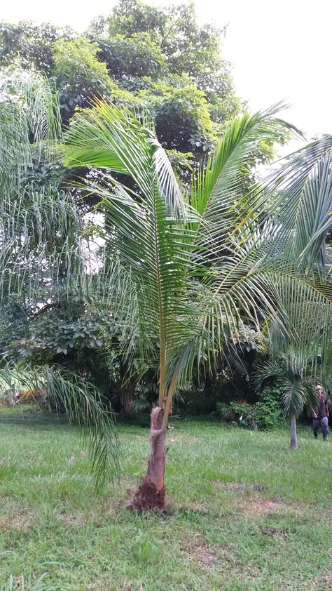 Beautiful pipa Cocos nucifera Cocos Nucifera, Tropical Garden, Tree Trunk, Coco