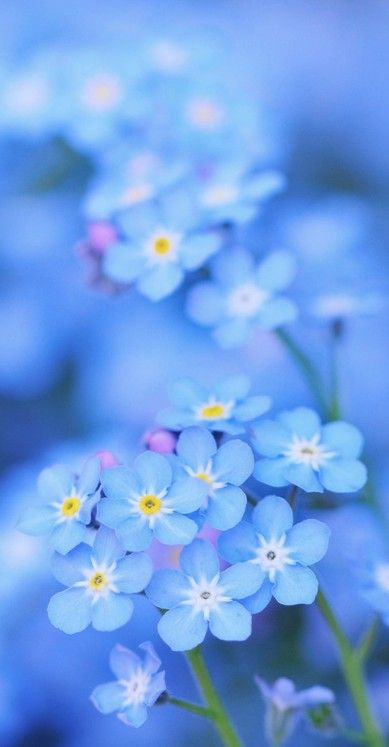 ✼Fɛɛling Tɧɛ βℓυєѕ of Spring✼ Forget Me Not, Beautiful Blooms, Love Flowers, Flower Wallpaper, My Flower, Pretty Flowers, In The Middle, Dahlia, Mother Nature