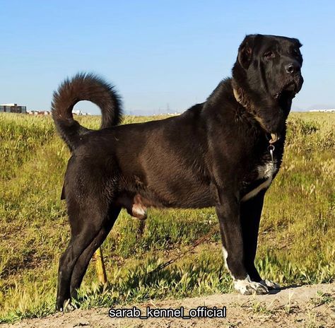 •Iranian mastiff called Sarabi •IG: sarab_kennel_official •YouTube: Sarab Kennel Official Persian Sarabi Dog, Persian Mastiff, Stray City, Sarabi Dog, Alabai Dog, Massive Dogs, Guardian Dog, Bully Breeds Dogs, Livestock Guardian Dog