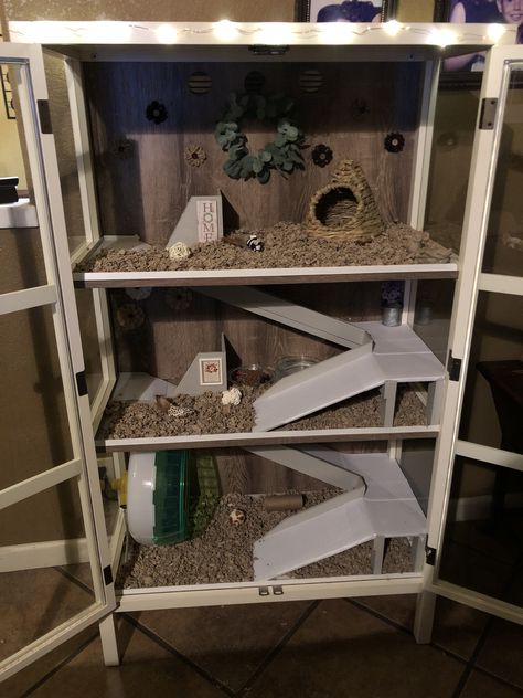 Pygmy Hedgehog Cage, Hedgehog Cage Ideas, Hedgehog Pet Cage, Hedgehog Room, Hedgehog Habitat, Hamster Diy Cage, Hedgehog Care, Pet Hedgehog, Hedgehog Cage