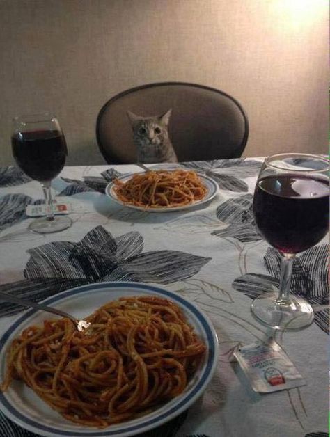 Cat sitting at the dinner table Russian Blue Cat, Valentines Day Dinner, Bad Cats, Date Dinner, Funny Cat Memes, Russian Blue, Funny Cat Pictures, Cat Sitting, Blue Cats