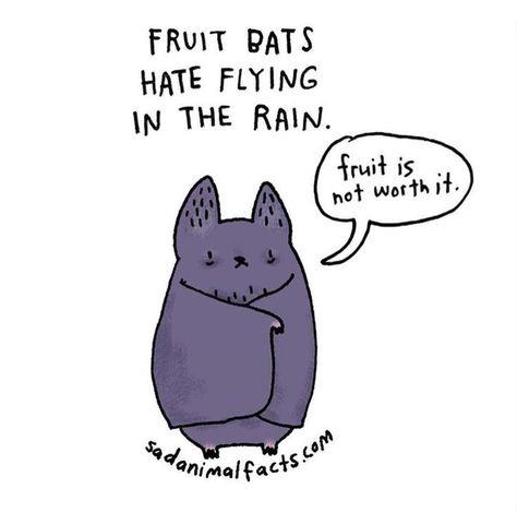 Bat Facts, Fruit Bats, Bat Art, Fruit Bat, Baby Bats, Cute Bat, Creatures Of The Night, Animal Facts, Silly Animals