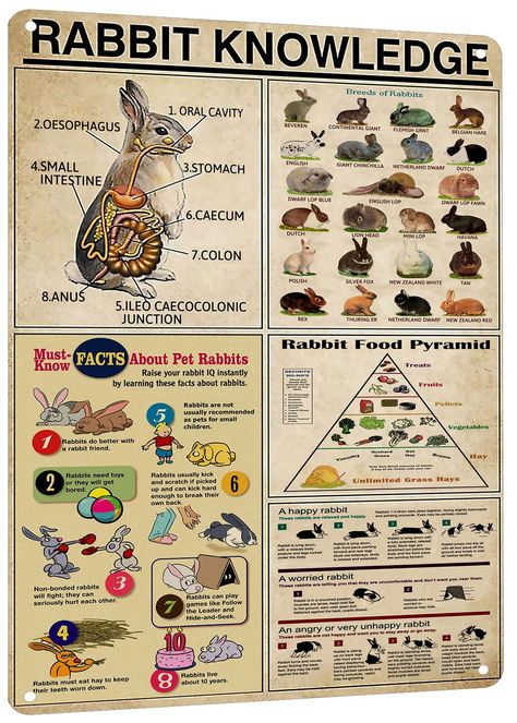 PRICES MAY VARY. Detailed Rabbit Breeds Guide: This tin poster features an extensive showcase of various rabbit breeds, making it an educational and attractive addition to any rabbit lover's collection. Anatomy Insight: Learn about rabbit anatomy in detail with this metal tin sign, perfect for educational purposes in schools, pet shops, or at home. Nutritional Information: Includes a rabbit food pyramid, offering valuable insights into the dietary needs of rabbits, ideal for pet owners and anima Rabbit Sign, Breeding Rabbits, Rabbit Anatomy, Chicken Roost, Meat Rabbits, Mini Lop, Rabbit Breeds, Raising Rabbits, Bunny Care